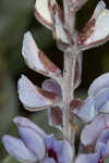 Gulf Coast lupine